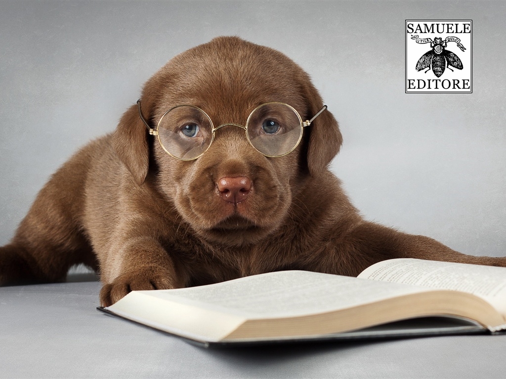 labrador-dog-brown-read-a-book-glasses_1024x768_3
